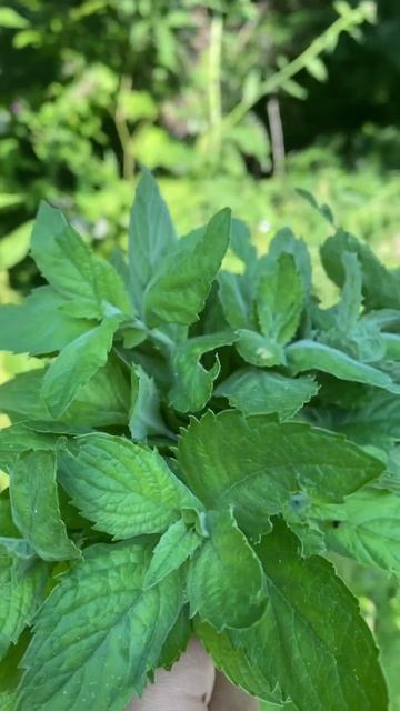 Мята лесная! Forest mint! Дом у леса🏕 House by the forest 🏕 смотреть онлайн
