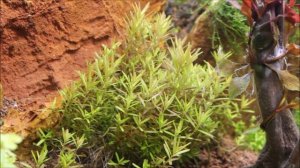 Rotala Vietnam H´ra  Timelapse Tropica Tissue Culture