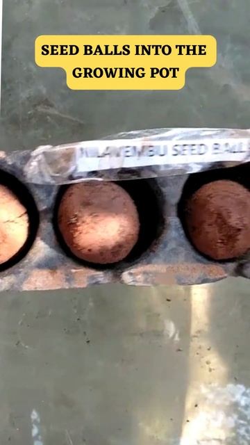 EASY AND FAST GROWING SEED BALL METHOD FOR KALMEGH NILA VEMBU ANDROGRAPHIS PANICULATA #Shorts