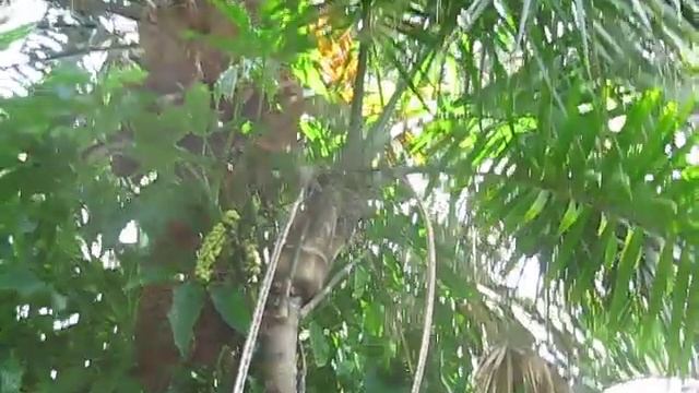 Guassia maya adult with seed смотреть онлайн