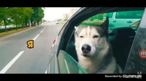 канал бублика и бандита