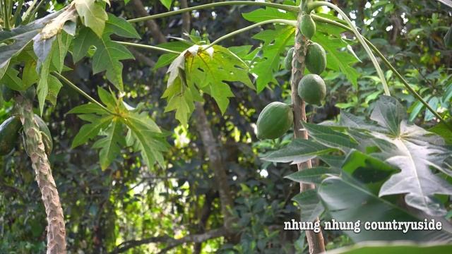 Picking fruit to sell at the market, pork leg stewed with papaya is super delicious смотреть онлайн