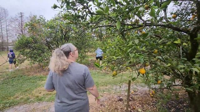 Taking a Trip to Showcase of Citrus - January 21, 2023 смотреть онлайн