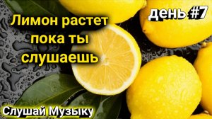 Делай дела с музыкой, и отслеживай как растет Лимон