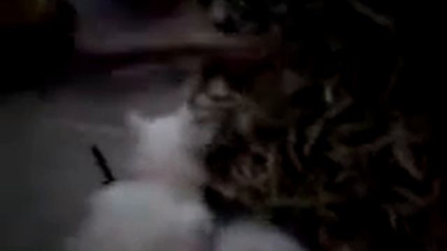 Коты помогают очистить фасоль смотреть онлайн