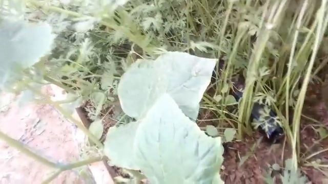 Бодринг фантина сорти смотреть онлайн