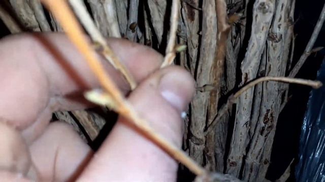 Підготовка медвежого горіха до зомової прививки. смотреть онлайн