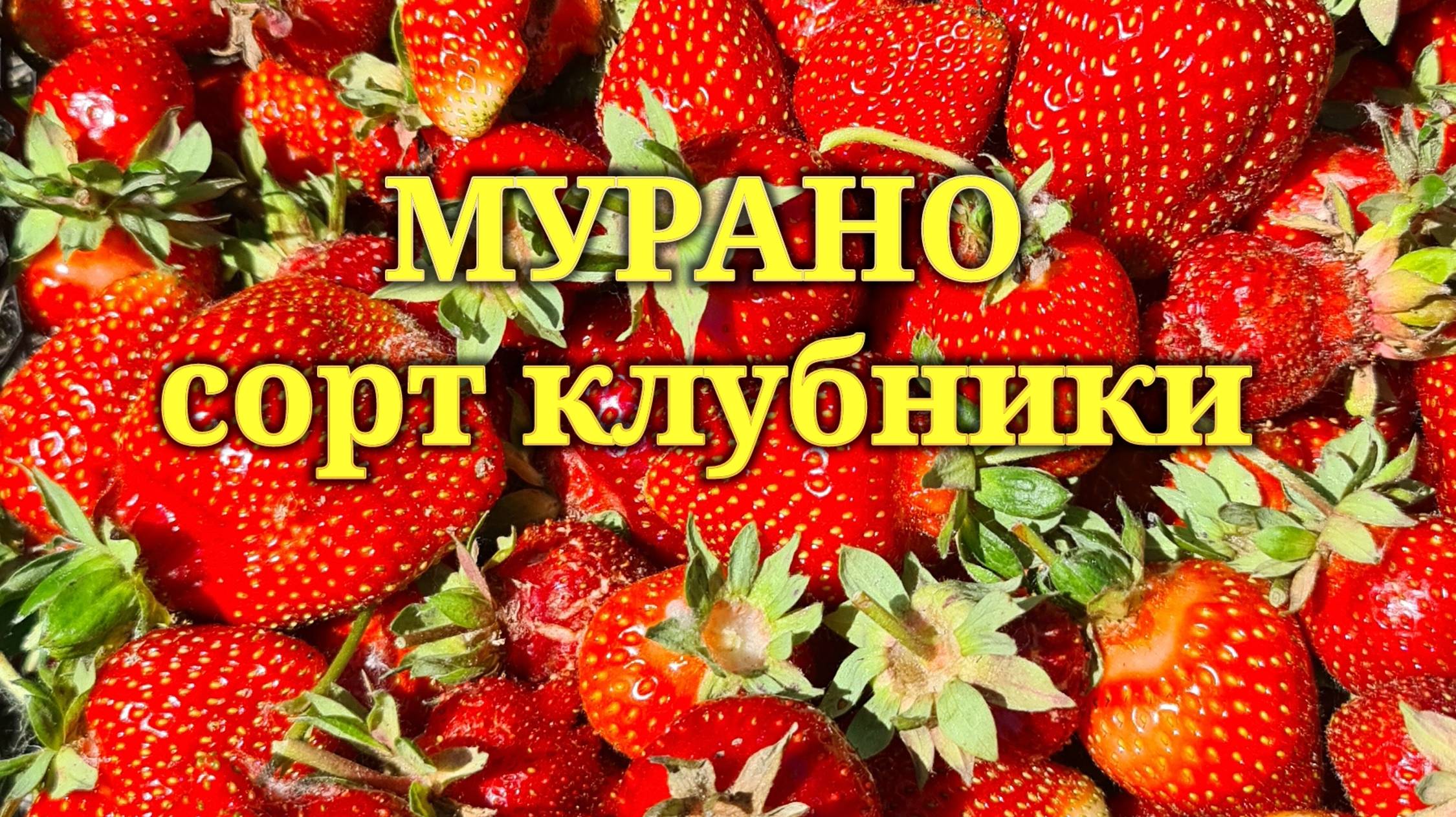 Мурано сорт клубники. Продажа розница, опт. +79289670317 смотреть онлайн