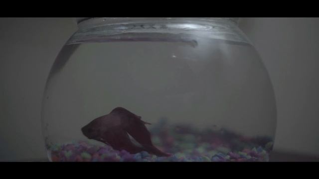 "Everyone Else" - A Film by Tanner Novotny смотреть онлайн