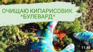 ОЧИЩАЮ КИПАРИСОВИК "БУЛЕВАРД" ОТ ПОЖЕЛТЕВШЕЙ ХВОИ. 3.11.2023г.