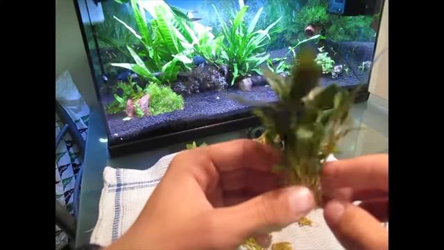 Cómo plantar y características de la limnophila I Burbujas TV смотреть онлайн
