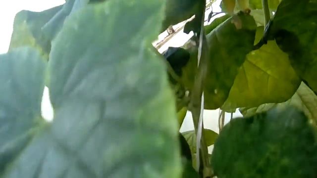 Плодоношение огурцов в теплице 2016 смотреть онлайн