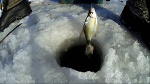 Вот и у нас теперь морозы! Рыбалка на пруду на чертик и на поплавок