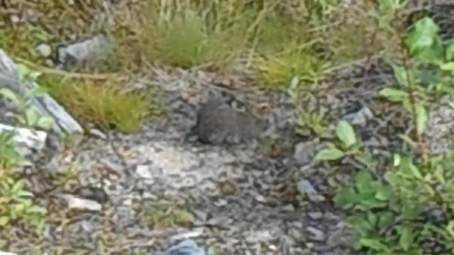 Зайка 5 смотреть онлайн