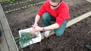 Allotment Diary : Growing Vegetables  How to Grow / Transplant Leeks.