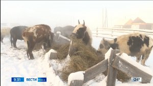 09:30 ВЕСТИ САХА 17/02/25 НА ЯКУТСКОМ ЯЗЫКЕ