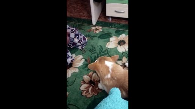 Как перевести собаку на сухой корм? смотреть онлайн