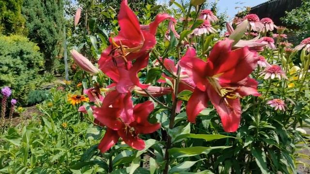 Лилия Борелло смотреть онлайн