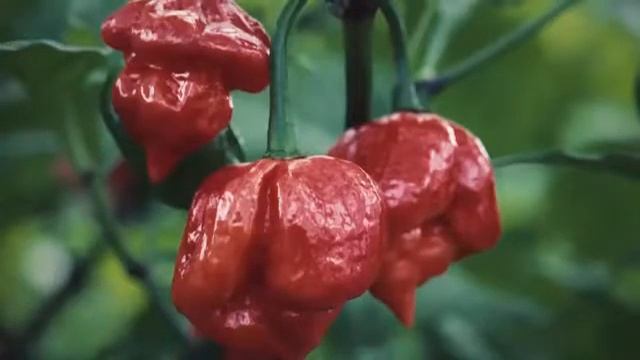 Самые опасные растения-убийцы смотреть онлайн