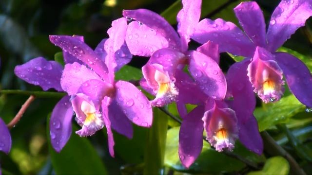 ORQUÍDEAS - CATTLEYAS HARRISONIANAS смотреть онлайн