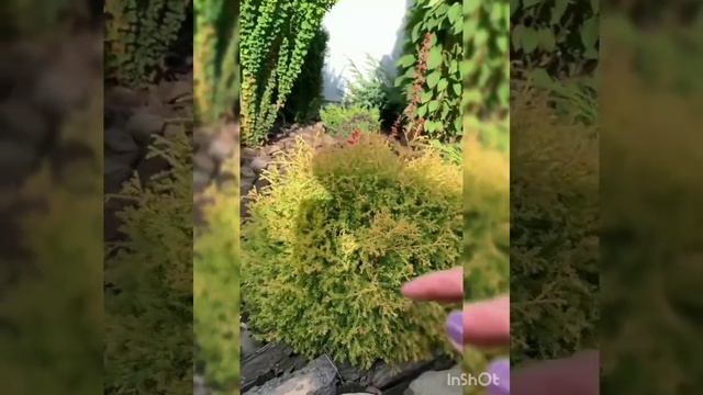 Ландшафтний дизайн #шортс #ландшафтний дизайн #дом #город