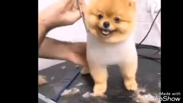 Собаки (угар) смотреть онлайн