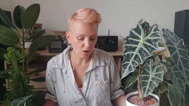 Rośliny, które polecam | Roślinny must have | Musisz je mieć | PIPILOTKA смотреть онлайн