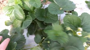 Альбион ( ремонтантный сорт ) НСД Мини обзор.