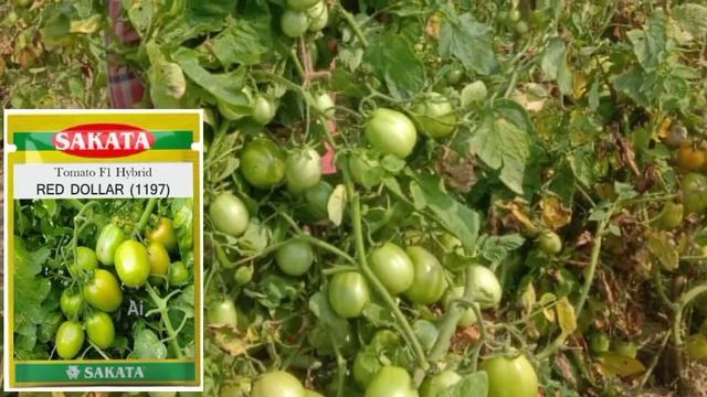 Best Tomato Seeds In India || F1 Hybrid Tomato Variety ||