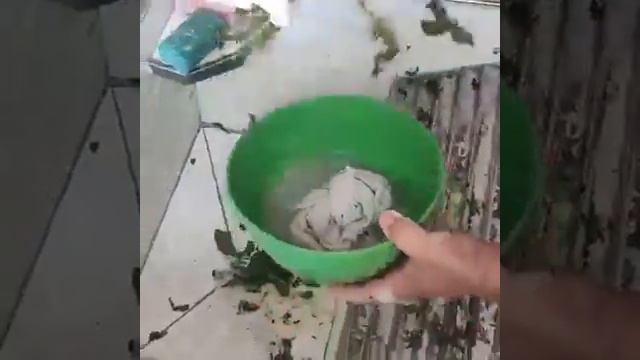 Using Papaya leaf 🍃 to clean rags.