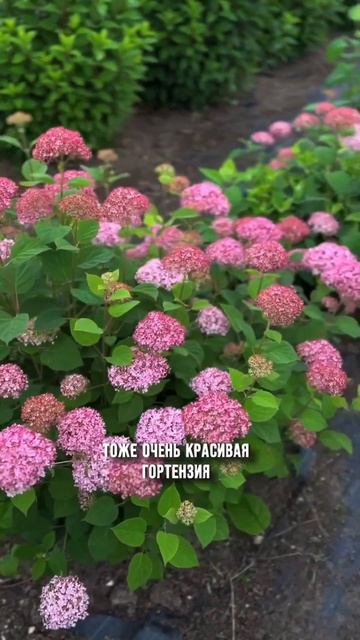 #garden #nursery  #ландшафтныйдизайн #питомникрастений #hydrangea #гортензия #magicalpinkerbell