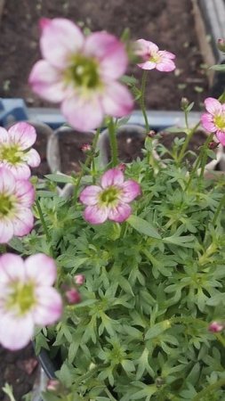 Соцветия камнеломки для хорошего настроения!!! 💗🌸