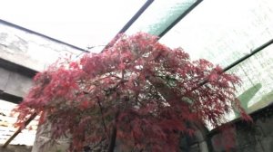 Arce Palmatum Atropurpureum