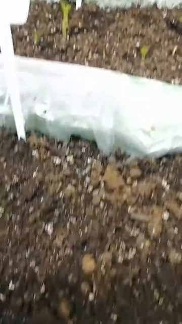 Саженцы инжира и малины начинают движение к росту смотреть онлайн