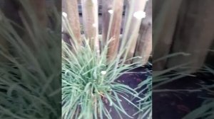 цветёт 🌸 дикий чеснок 🧄