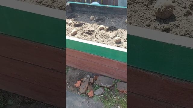необычная посадка картошки, а как сажаете вы?