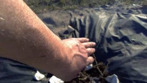 Крыжовник от in-vitro Kusibab, создаем коллекцию лучших мировых сортов! Martens, Captivator