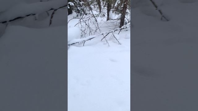 Заячьи следы.Собака на охоте.