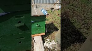 Установка ульев на пасеке