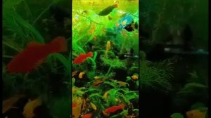 продажа и разведение аквариумных рыбок