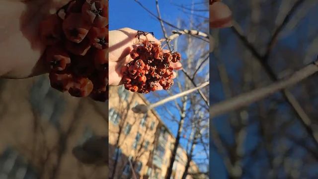 РЯБИНА ПОСЛЕ ЗИМЫ ROWAN AFTER WINTER