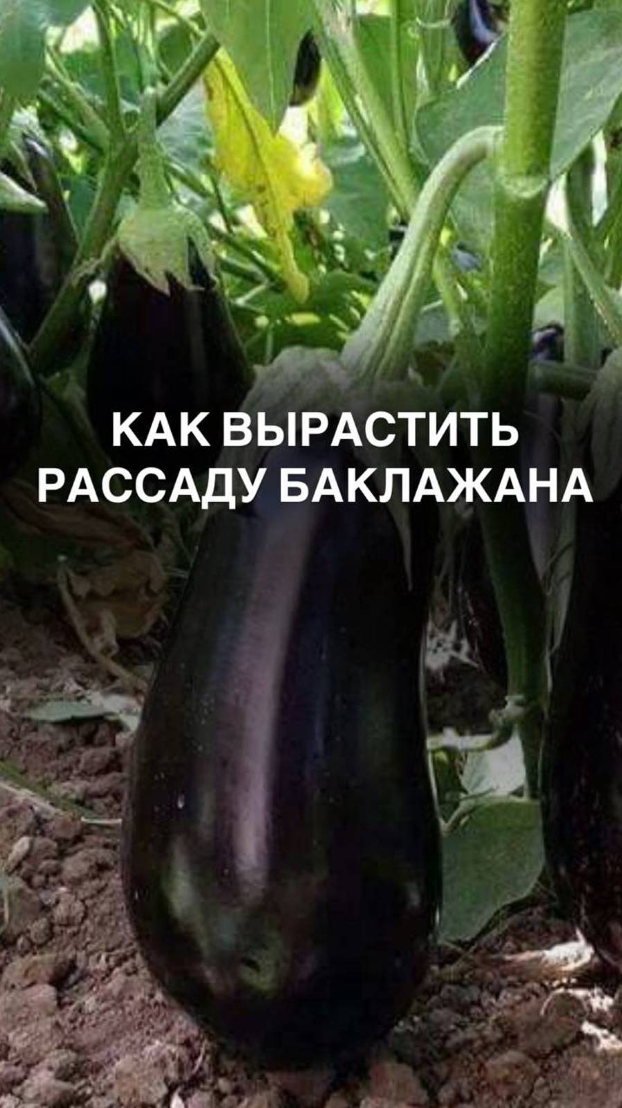 Как вырастить рассаду баклажана 

#баклажан #баклажаны #овощи #рассада #срокипосадки