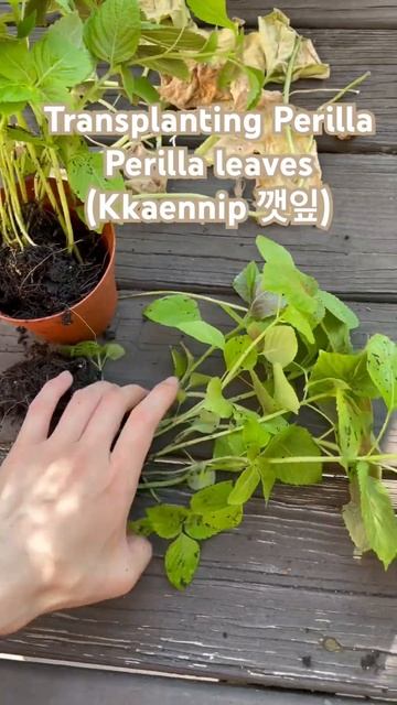 Super easy Perilla but watch out, they reseed freely. Easy to transplant if done early. смотреть онлайн