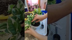 Пересадка калатеи Елоу Фьюжн и эпипремнума НДжой.