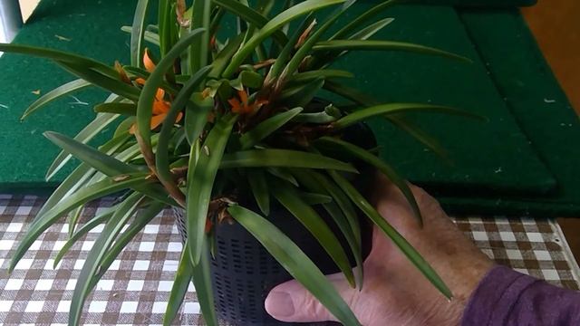 orchid Cer retisquama смотреть онлайн