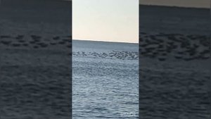 Анапа, ореховая роща, море, птицы 10.02.2023