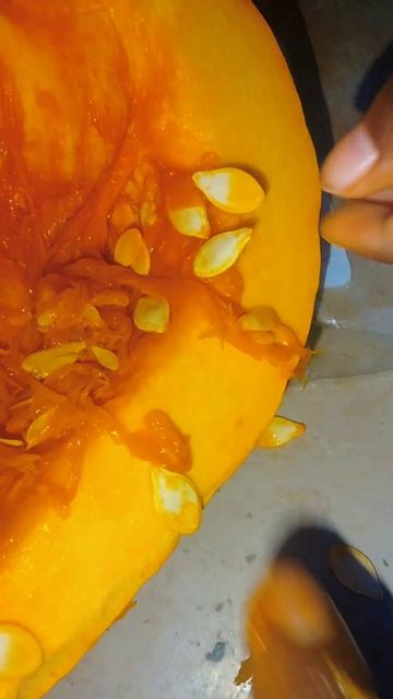 3Yr Old Harvesting Pumpkin Seeds 💪🏿🤣❤️🎃 Teach Em Early! Much Love To The Single Parents 💪🏿💯 смотреть онлайн