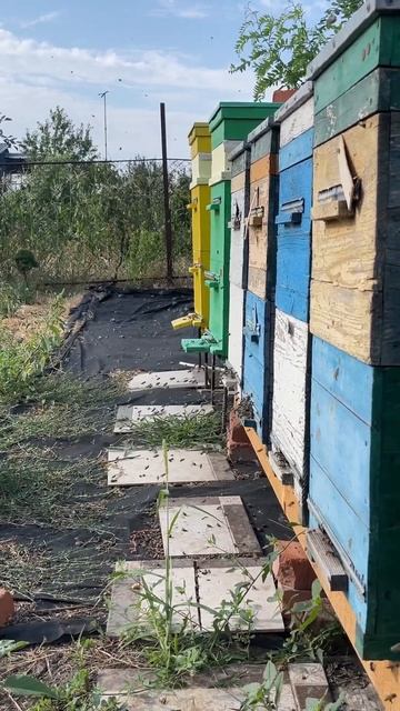 1 сентября. Осень на пасеке.