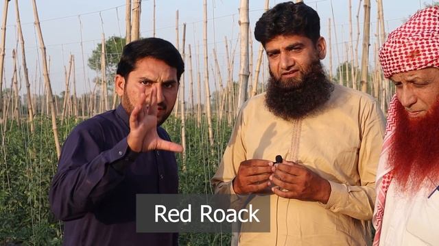Tomato tunnel farming |Tomato growing tips |How to grow tomatoes Urdu|Red roack|Shoaibyaqoob|टमाटर