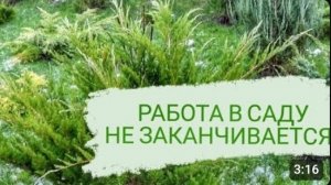 РАБОТА В САДУ НЕ ЗАКАНЧИВАЕТСЯ. 24.11.2023г.